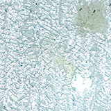 雪だるまの写真